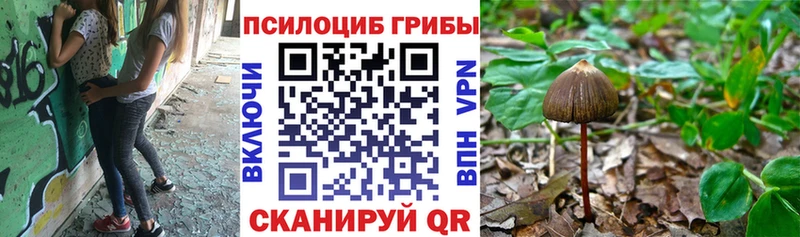 продажа наркотиков  darknet как зайти  Псилоцибиновые грибы GOLDEN TEACHER  Щёлково 